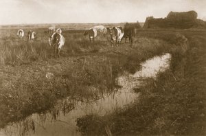 牛在沼泽上，c.1886