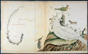 范迪曼岛冒险湾图，约1773年（纸上水彩）。 作者 彼得·范宁