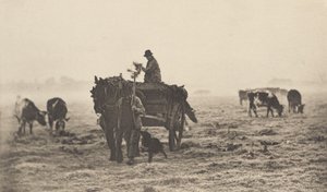 霜降的早晨》，1890-1891年，1893年印刷。 作者 彼得·亨利·爱默生
