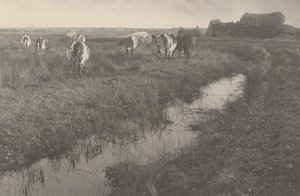 沼泽地上的牛群，1886 年（照片） 作者 彼得·亨利·爱默生