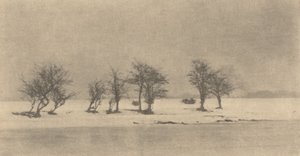 Gnarled-Thorn Trees，约1890年，约1895年印刷。 作者 彼得·亨利·爱默生