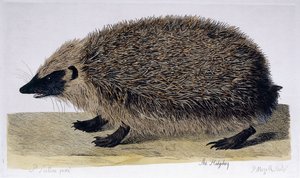 刺猬（1761-1766） 作者 彼得·帕劳