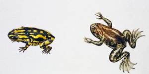 Triadobatrachus massinoti 和 Palaeobatrachus sp，Peter Ross 的作品
照片 作者 彼得·罗斯