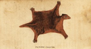 菲律宾飞狐猴，Cynocephalus volans，1800 年（雕刻） 作者 彼得·西蒙·帕拉斯