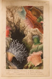 板块VI，研究&39;大英帝国大学：英国海葵和珊瑚的历史&39;，c.1858-60（石墨，wc和水粉在纸上）