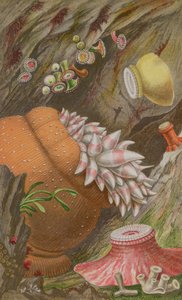 The Crimson Imperial，Yellow Imperial and the Globehorn，来自Actinologia Britannica的第九版：英国海洋银莲花和珊瑚的历史，1860年（chromolitho）