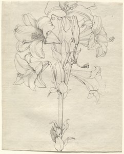 一枝开满六朵花的百合花茎 作者 菲利普·奥托·朗格