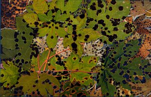 Acer pseudoplatanus：美国梧桐被黑木耳Rhytisma acerinum攻击，1907-09（照相凹版）