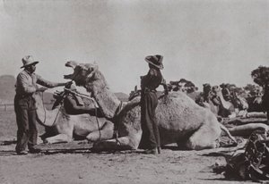 Camel teams with Aboriginals in charge supply outlying posts in Central Australia (b/w photo)