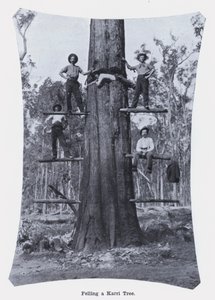 砍伐 Karri 树（黑白照片） 作者 澳大利亚摄影师