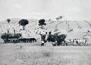 收获，新南威尔士州，约1900年，摘自《南十字星下--澳大利亚掠影》，由墨尔本外交部出版。