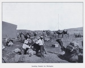Loading Camels for Nullagine (b/w photo) 作者 澳大利亚摄影师