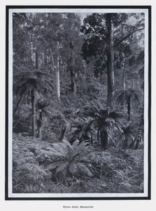 尼奥拉沟，希勒斯维尔（b/w照片 作者 Photographer Australian