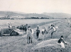 收割小麦，塔斯马尼亚，约1900年，摘自《南十字星下--澳大利亚掠影》，由墨尔本外交部出版。 作者 澳大利亚摄影师