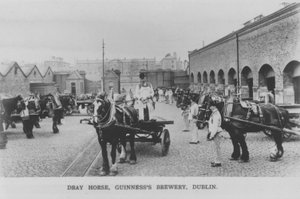 Dray horse, Guinness Brewery, Dublin, Ireland (b/w photo)