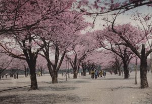 日本，约 1912 年：东京上野公园的樱花（照片） 作者 摄影师 日本人