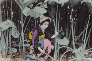 日本，约 1912 年：巨大的沼泽大黄，野生植物，秋田（照片）