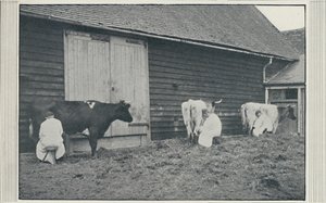 挤奶牛，1910年