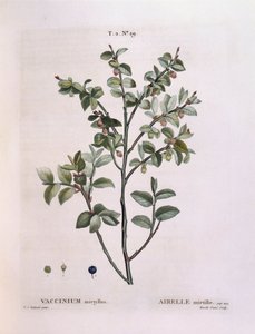 山桑子（Vaccinium myrtillus），Henry Louis Duhamel du Monceau，Pierre Joseph Redouté的植物图版。 作者 皮埃尔·约瑟夫·雷杜特