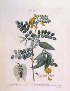 膀胱塞纳（Colutea arborescence），亨利-路易斯-杜哈梅尔-杜蒙索，皮埃尔-约瑟夫-雷杜特的植物图版 作者 皮埃尔·约瑟夫·雷杜特