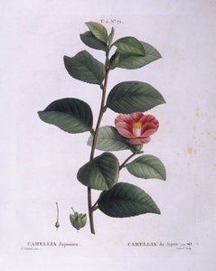 山茶花（Camellia japonica），亨利-路易斯-杜哈梅尔-杜蒙索，皮埃尔-约瑟夫-雷杜特的植物图版 作者 皮埃尔·约瑟夫·雷杜特
