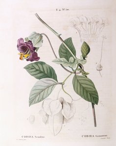 杯子和碟子藤蔓（Cobaea scandens），亨利-路易斯-杜哈梅尔-杜蒙索，皮埃尔-约瑟夫-雷杜特的植物图版 作者 皮埃尔·约瑟夫·雷杜特