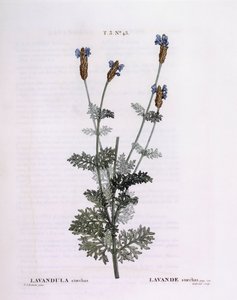 法国薰衣草（Lavandula stoechas），Henry Louis Duhamel du Monceau，Pierre Joseph Redouté的植物版画。 作者 皮埃尔·约瑟夫·雷杜特
