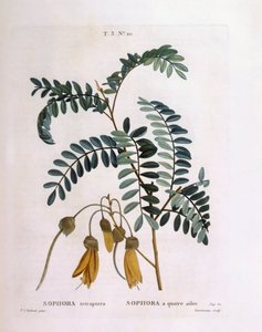 Kowhai（Sophora tetraptera或Edwardsia grandiflora），Henry Louis Duhamel du Monceau，Pierre Joseph Redouté的植物板。 作者 皮埃尔·约瑟夫·雷杜特