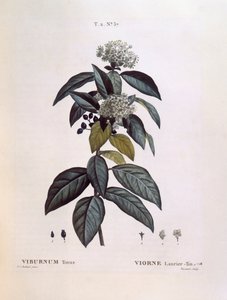 Laurustinus（Viburnum tinus），Henry Louis Duhamel du Monceau，Pierre Joseph Redouté的植物图版。 作者 皮埃尔·约瑟夫·雷杜特