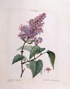 丁香（Syringa vulgaris），亨利-路易斯-杜哈梅尔-杜蒙索，皮埃尔-约瑟夫-雷杜特的植物图版 作者 皮埃尔·约瑟夫·雷杜特