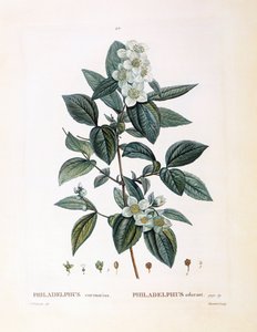 柳橙（Philadelphus coronarius），Henry Louis Duhamel du Monceau，Pierre Joseph Redouté的植物图版。 作者 皮埃尔·约瑟夫·雷杜特