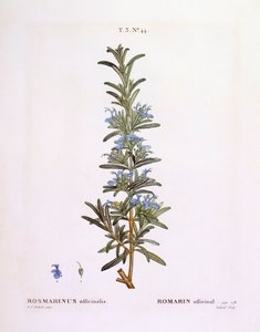 迷迭香（Rosmarinus officinalis），Henry Louis Duhamel du Monceau，Pierre Joseph Redouté的植物图版。 作者 皮埃尔·约瑟夫·雷杜特