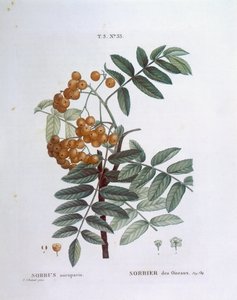 楸树或欧洲山白蜡（Sorbus aucuparia），亨利-路易斯-杜哈梅尔-杜蒙索，皮埃尔-约瑟夫-雷杜特的植物图版 作者 皮埃尔·约瑟夫·雷杜特