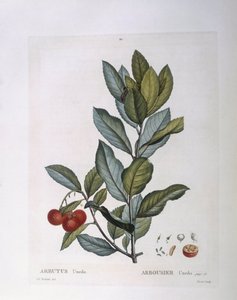 草莓树（Arbutus unedo），Henry Louis Duhamel du Monceau，Pierre Joseph Redouté的植物版画。 作者 皮埃尔·约瑟夫·雷杜特