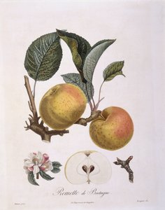 苹果（Malus domestica），勃艮第品种Henry Louis Duhamel du Monceau，Pierre Antoine Poiteau的植物图版
