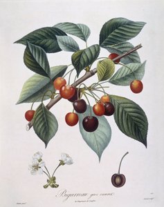 樱桃树（Prunus avium）"Bigarreau" Henry Louis Duhamel du Monceau，Pierre Antoine Poiteau的植物图版