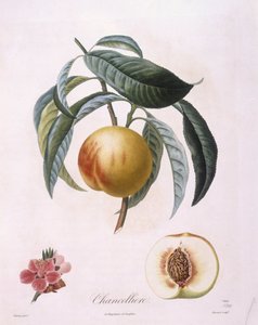 Peach "Chancelliere" Henry Louis Duhamel du Monceau，Pierre Antoine Poiteau的植物图版