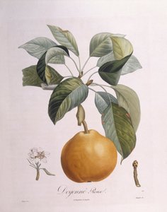 梨 "Doyenné roux "亨利-路易斯-杜哈梅尔-杜蒙索，皮埃尔-安托万-普瓦托的植物图版