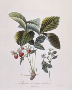 弗吉尼亚草莓（Fragaria virginiana），亨利-路易斯-杜哈梅尔-杜蒙索，皮埃尔-安托万-普瓦托的植物图版