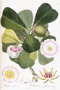 Clusia rosea，拥有粉红色花朵的Clusier，1808-1828年