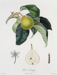 Poire d&39;ange，由Bocourt雕刻，于1755年出版（彩色版画）