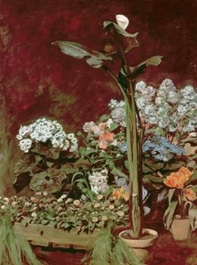 百合和温室植物