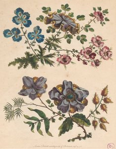 两朵想象中的花