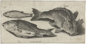 Drie karpers
Vissen （系列名称）
Piscivm vivae icones（系列名称）