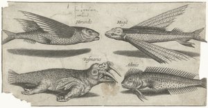 会飞的石斑鱼、鳞鱼、粘鱼和海象
鱼（系列名称）
Piscivm vivae icones（系列名称）