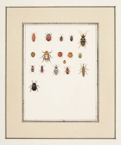 甲虫，约 1755-65（纸面水彩画）