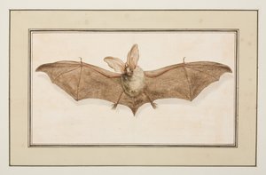 棕色长耳蝙蝠，c.1755-65（纸上水彩）