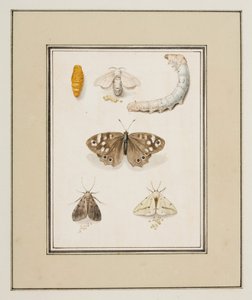蝴蝶、飞蛾和毛毛虫，约 1755-65（纸面水彩画）