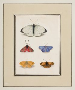 蝴蝶，c.1755-65（纸上水彩）