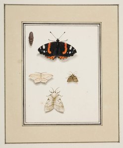 蝴蝶，约 1755-65（纸面水彩画） 作者 皮埃尔·弗朗索瓦·勒杜尔